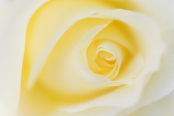 White rose close-up, blurred macro photo. The concept of wedding, romance, congratulations, Valentine's Day. Beautiful floral background, place for text, minimalism.