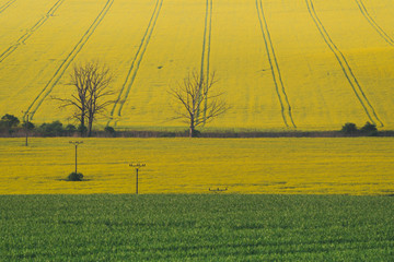 Spring in the field s waves of South Moravia, Czech Republuc