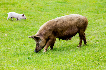 Small pigs grazing on the rural farm