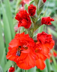 red flowers in the garden