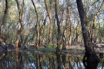 Trunks of willows trees near the river in early spring. Willows trunks in the swamp