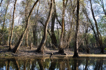Obraz premium Trunks of willows trees near the river in early spring. Willows trunks in the swamp