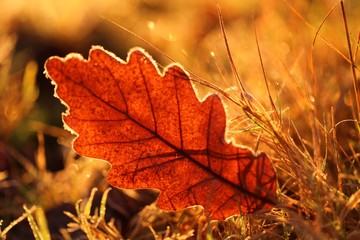 Autumn brown oak leaf in the frozen grass  with hoarfrost. Late fall. Autumn time