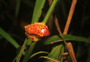 Obraz premium View of the back from a red skirted tree frog, dendropsophus rhodopeplus, with black stipes siting on a thin green stem