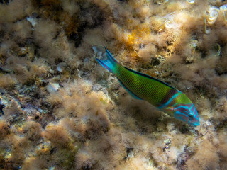 Peacock Wrasse in the Mediterranean