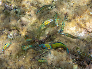 Peacock Wrasse in the Mediterranean
