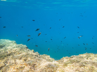 Fototapeta na wymiar Damselfish in the Mediterranean