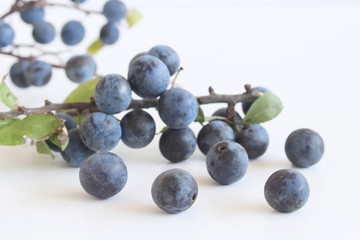 Romantic autumn still life with blackthorn on a white wooden table.Nature concept. Prunus spinosa is a large deciduous shrub or small tree.