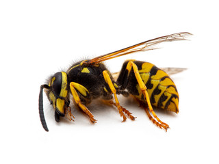 dead German yellowjacket wasp, Vespula germanica, side view, isolated