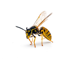 German yellowjacket wasp, Vespula germanica, preparing to fly, isolated