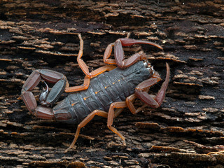 juvenile brown bark scorpion, Centruroides gracilis, on bark, from above