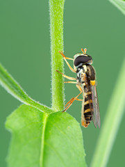 Hover fly, Sphaerophoria sulphuripes, on plant stem, side view, vertical