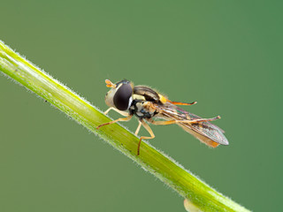 Hover fly, Sphaerophoria sulphuripes, on a plant stem cleaning its wings with its hind legs, side view