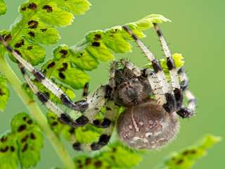 Female shamrock orbweaver spider, Araneus trifolium, hiding on underside of fern frond