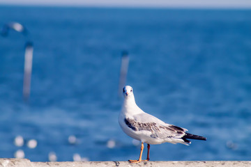 Seagull Flight, Sea Bird Flying Through Blue Sky Blue sea white bright tone nature can retreat your day from everyday life living travel seascape blur blue tone background