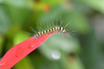 Caterpillars of Butterfly in Southeast Asia.