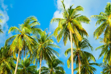Fototapeta premium The beautiful scenery of the island in Thailand