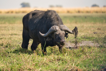 Obraz premium African buffalo in the wild, Zimbabwe, Africa