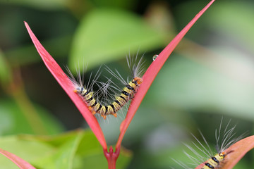Caterpillars of Butterfly in Southeast Asia.