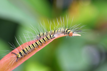 Caterpillars of Butterfly in Southeast Asia.