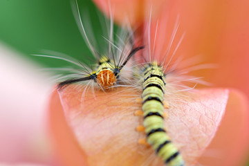 Caterpillars of Butterfly in Southeast Asia.