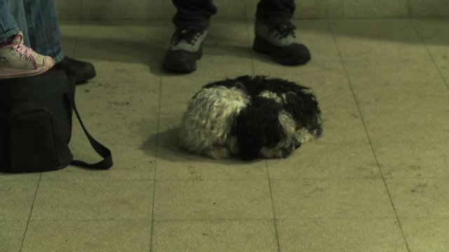 Friendly Old English Sheepdog Lying Down In A School Meeting.