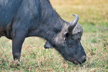 African buffalo in the wild, Zimbabwe, Africa