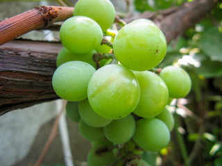 Unripe bunch of grapes in garden. Closeup of green grapes in summer day