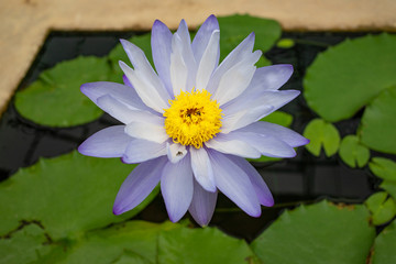White and purple blooming lotus in the pond
