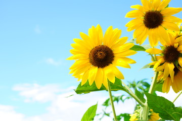 Obraz premium 青空を背景にヒマワリの花が咲く