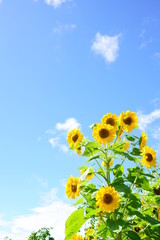 青空を背景にヒマワリの花が咲く