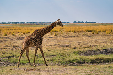 African giraffe in the wild, Zimbabwe, Africa