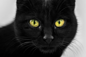 Black cat face with yellow green eyes