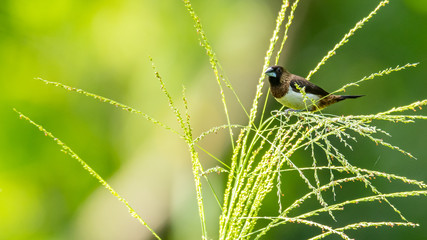 White-rumped Munia perching on grass stalk and feeding on its seeds