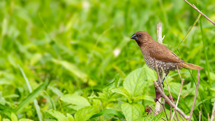 Scaly-Breasted Munia perching on a perch looking into a distance
