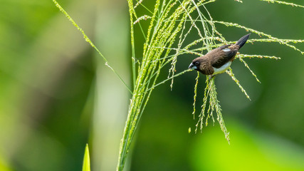 White-rumped Munia perching on grass stalk and feeding on its seeds