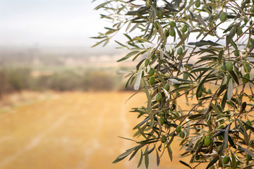 Olive tree organic leaves in Greece