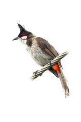 Red-whiskered bulbul perching on twisted metal cable isolated on white background
