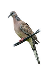 Spotted dove perching on black wire isolated on white background