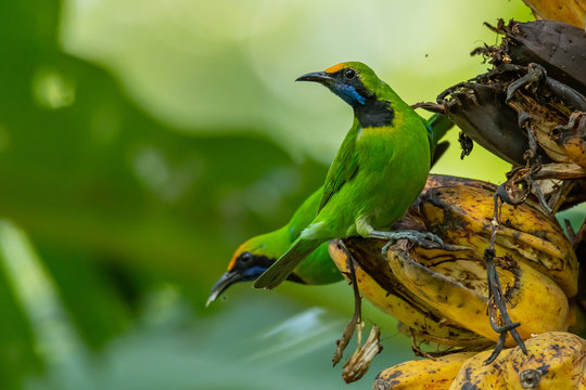 Golden-fronted Leafbird perching on bunch of banana and feeding on its fruit