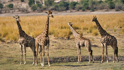 Naklejka na ściany i meble African giraffes in the wild, Zimbabwe, Africa