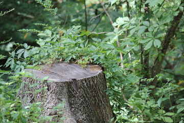 Tree Stump in Forest 