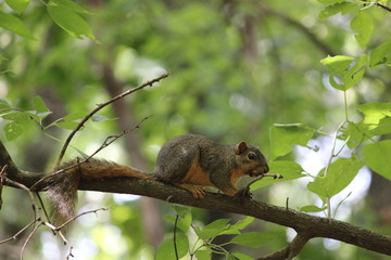 Squirrel Friend 2