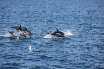 Common Dolphin