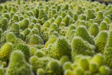 green cantus for background