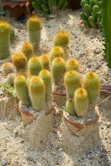 cantus on the ground in farm