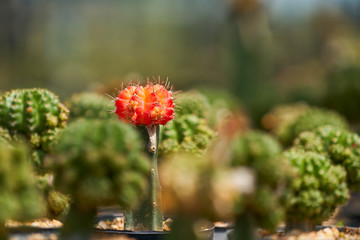 fancy cantus flower in red color