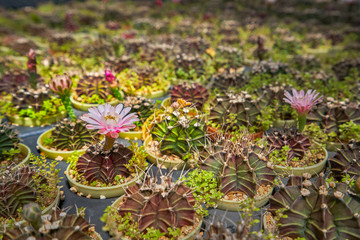 fresh pink of cantus flower in cantus farm