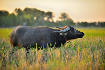 Buffalo graze the green pastures. 