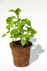Watercress with Coconut coir fibre pot on white background, Organic vegetables